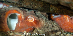 Giant Pacific Octopus in a den.  Taken at Sund Rock Marin... by Joshua Downey 